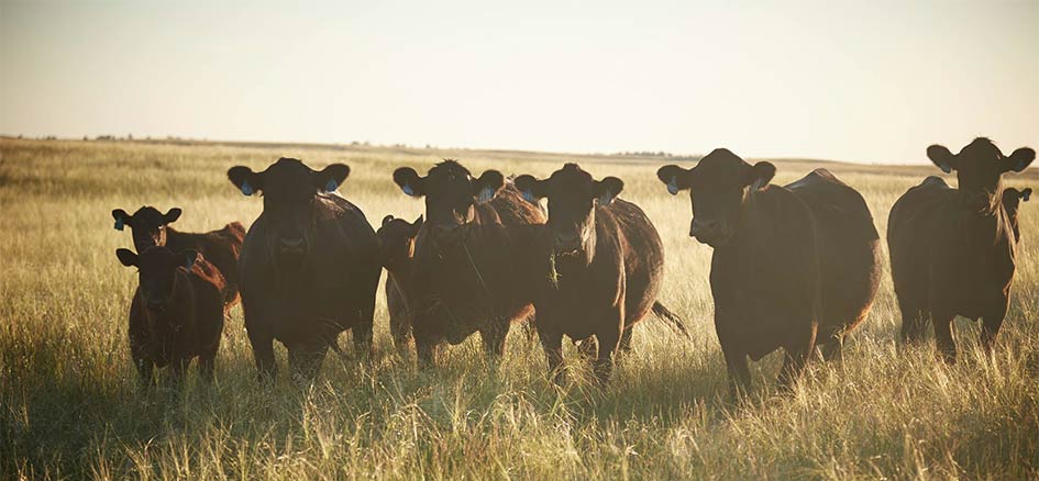 Managing our herd for practical performance